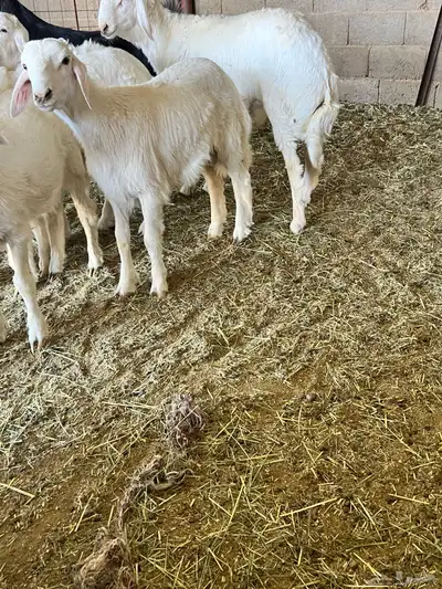 طليان هرافى لباني حيل شحم 2