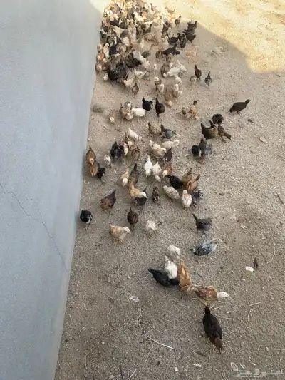 فروخ دجاج بلدي 0