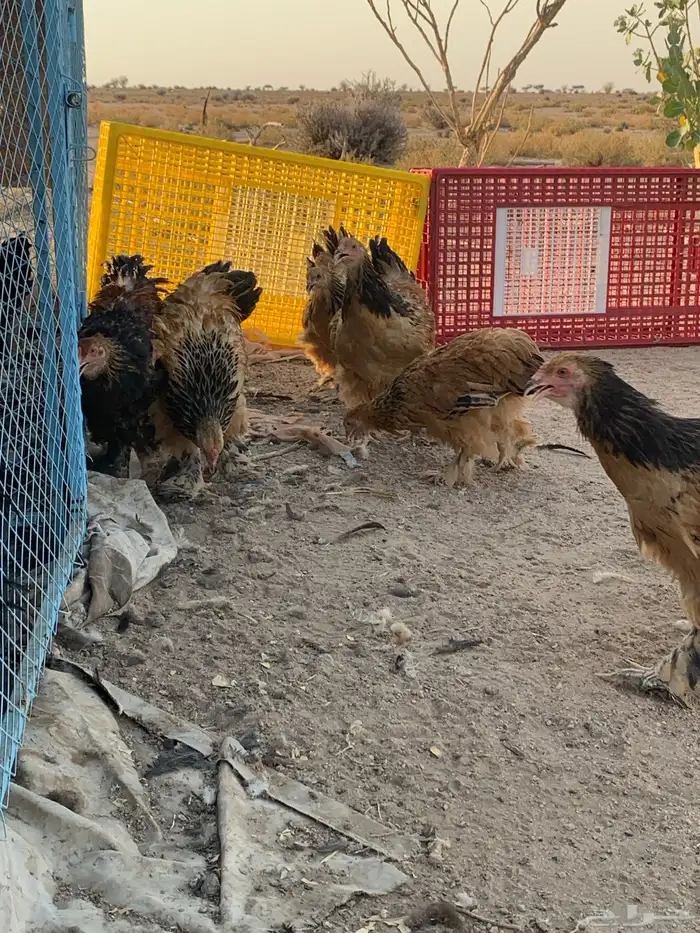 براهما بف الماني فواخر نوادر 8