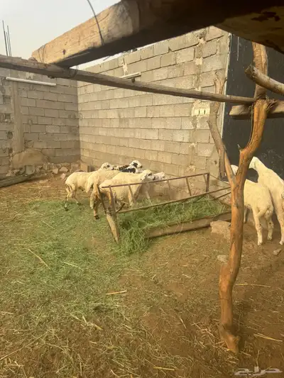 خرفان للبيع بلدي شرط 9
