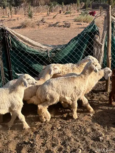 رخال 3
