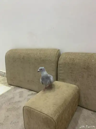 حمام 0