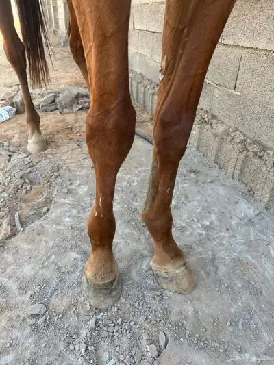 حصان سبوق 3