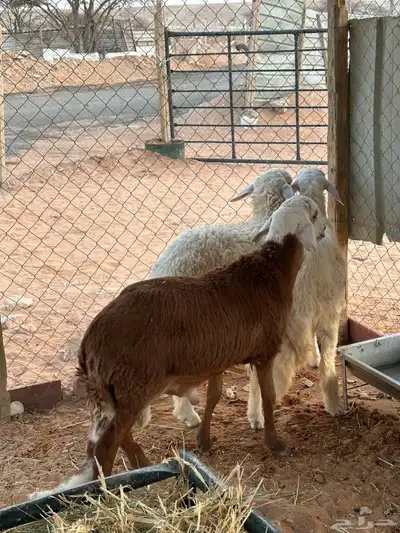 سواكني للبيع 1