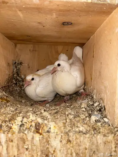 حمام فرنسي فراخة فرنسي 1