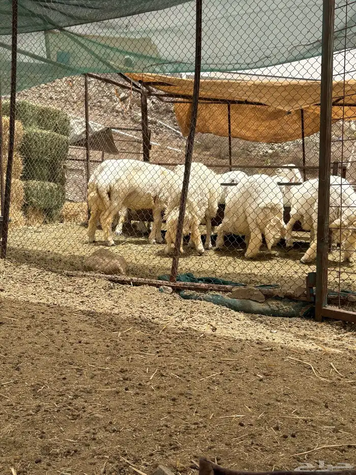 10 طليان نظاف شعره وجبر وشحم 3