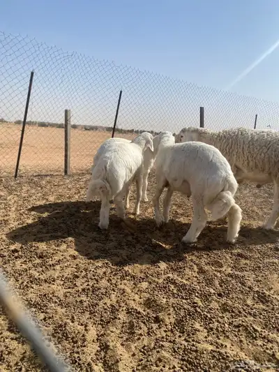 خرفان مشاريع فحول طيبه معرفه 5