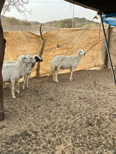غنم دفيع 16