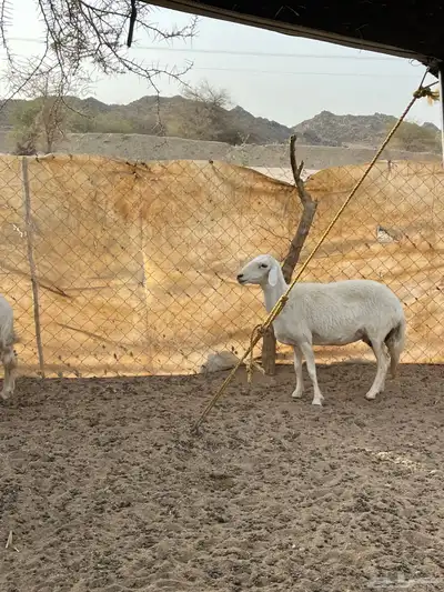 غنم دفيع 11
