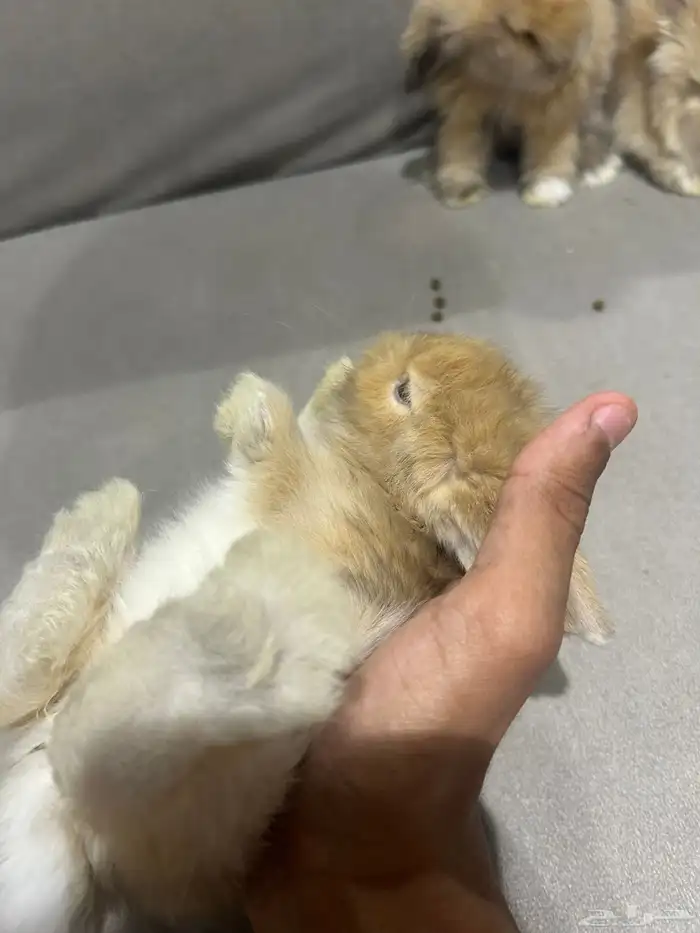 أرانب زينه 2