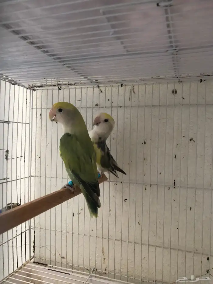 اجواز شرط انتاج ( تم البيع ) 1