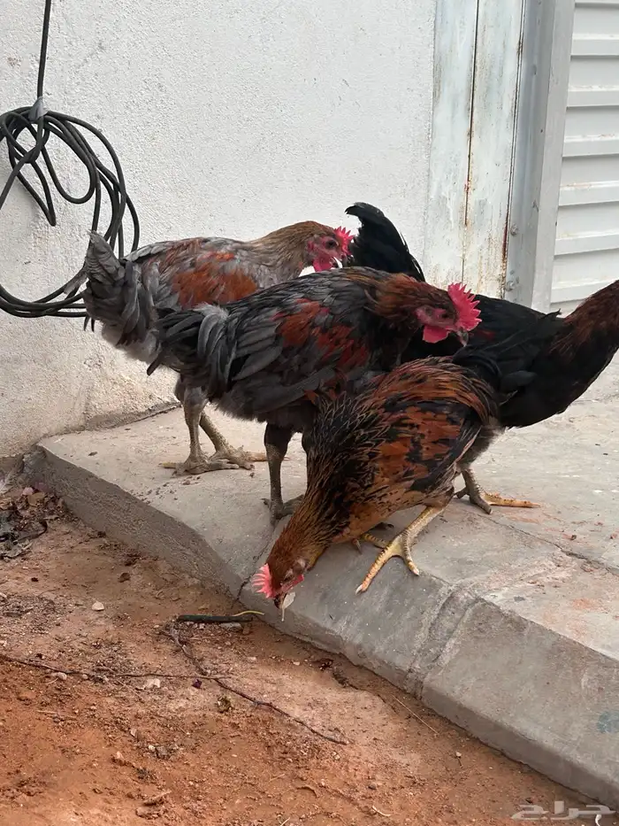 دجاج هجين ( الديك الاسترالوب والدجاجه براهما ) 0