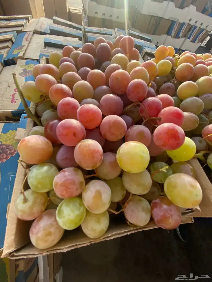 بطاطس وبصل 3