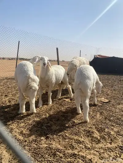 خرفان مشاريع فحول طيبه معرفه 1