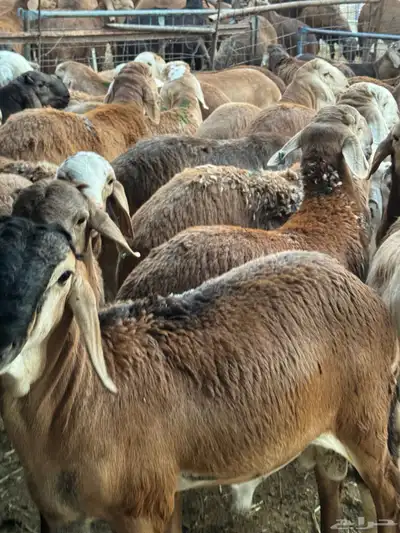 سواكن 1