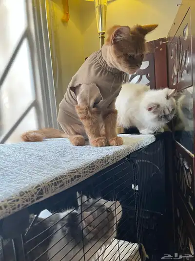 For adoption orange cat 4