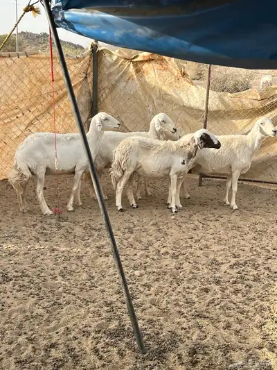 غنم دفيع 21