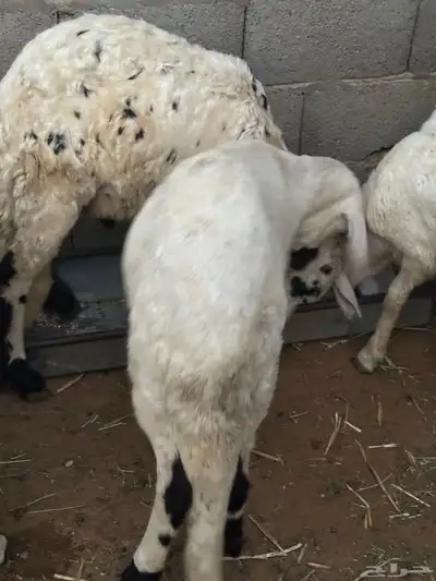سواكن محليه انتاج 11