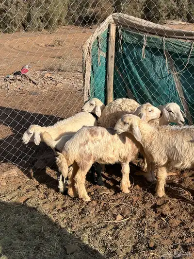 رخال 0