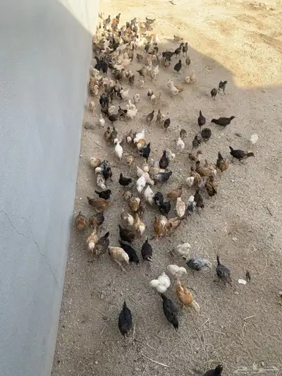 فروخ دجاج بلدي 1