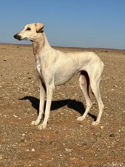 سلقه للبيع 0