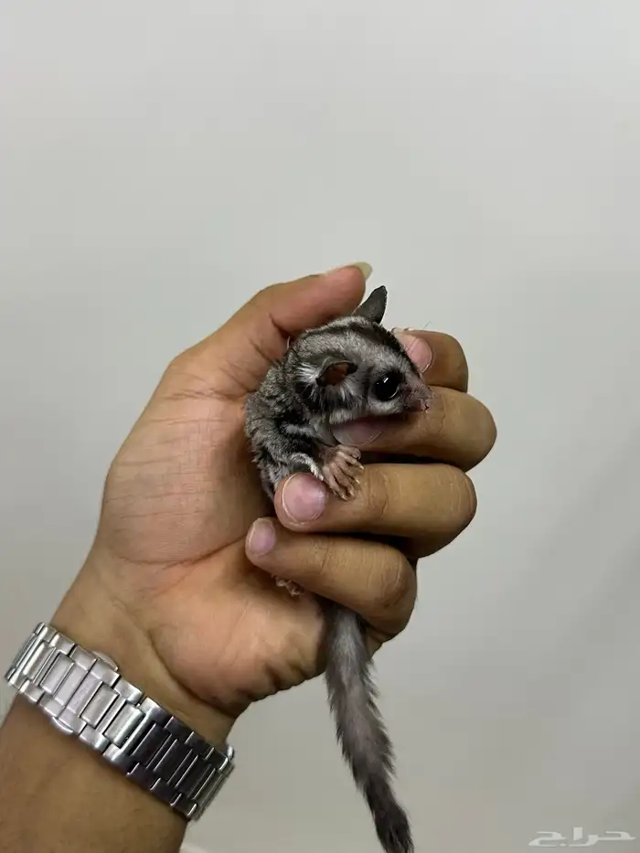 سنجاب طائر 7