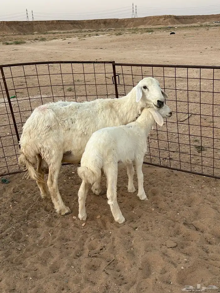 شاه حريه والد 3