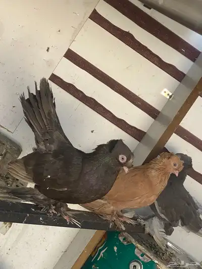 حمام الاسكا وكرنقو 2