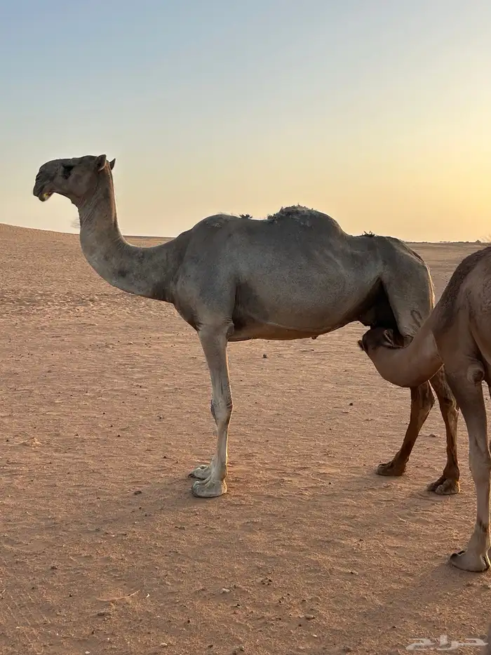 للبيع ناقة عشرا باكستانيه 6