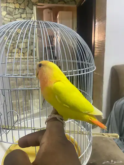 روز اليف 3