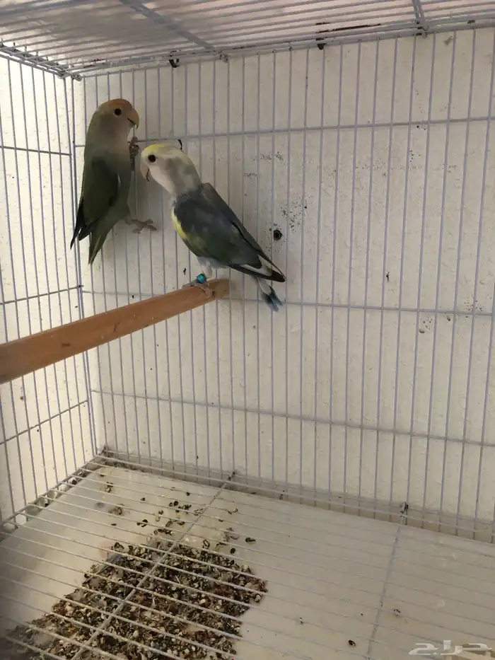 اجواز شرط انتاج ( تم البيع ) 0