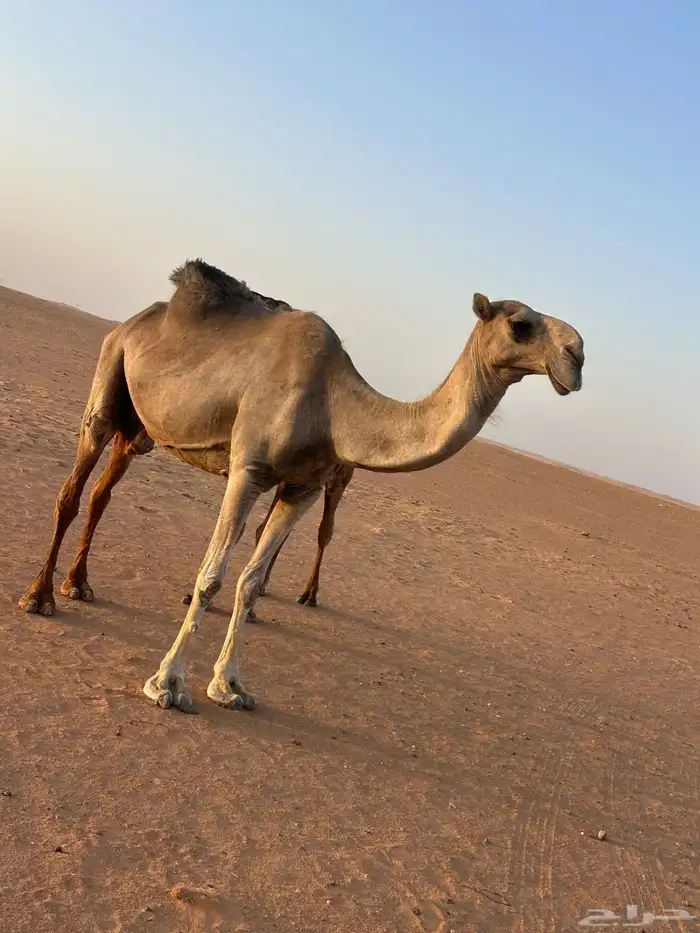 للبيع ناقة عشرا باكستانيه 2