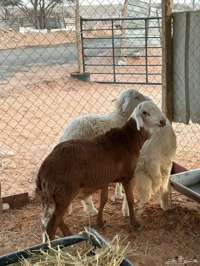 سواكني للبيع 2