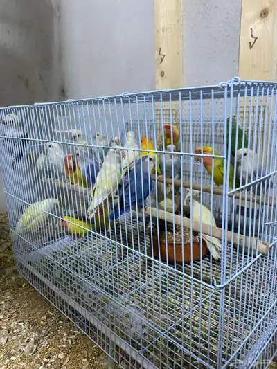 متوفر أزواج روز منتجه شي كفو 0