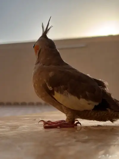 بغبغاء كروان 3