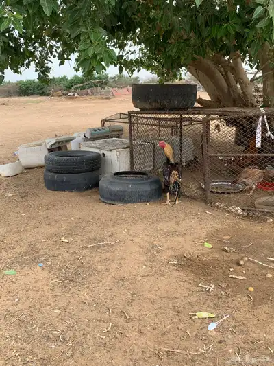 ديك مستوي عالي. 7