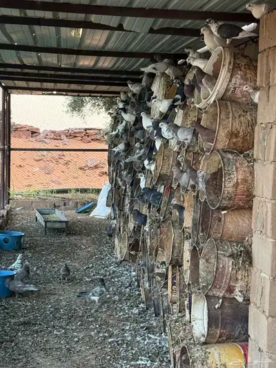 حمام 3