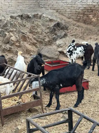 طليان سواكن وتيوس مخاصي 6