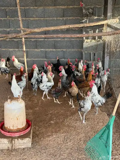 ديكة - ديك 0