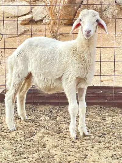 طلي حري للبيع 4