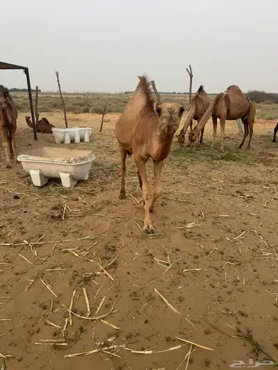 قعود حاشي 3