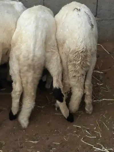 سواكن محليه انتاج 12