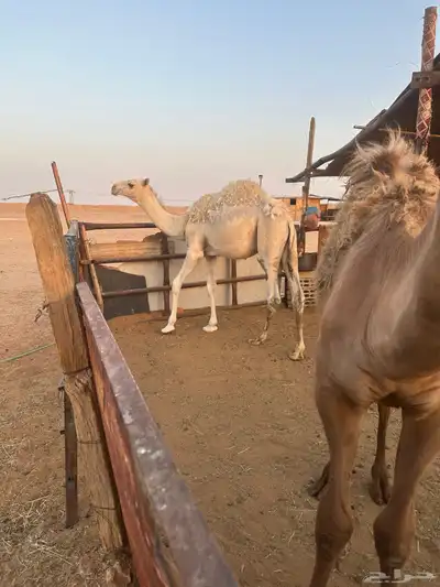 قعود قصب طيب 1