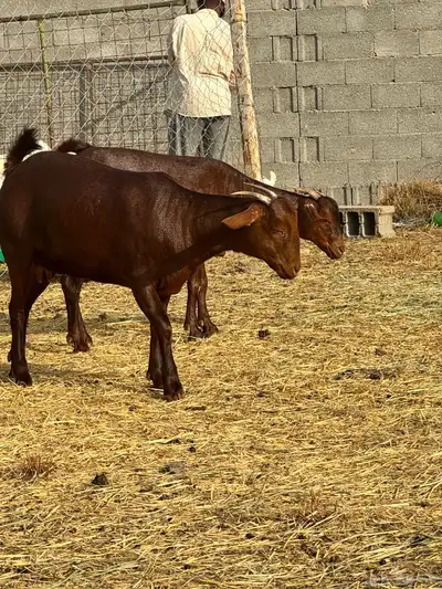 جفرتين عناقين دهم نادرة لأهل الصنف 2