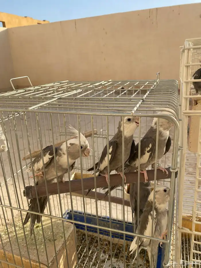 25 طير كروان هولندي للبيع 5