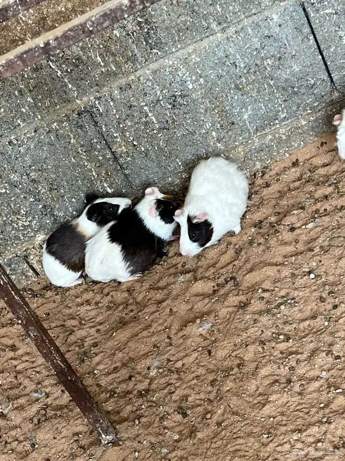 بلديه و برا ن 3