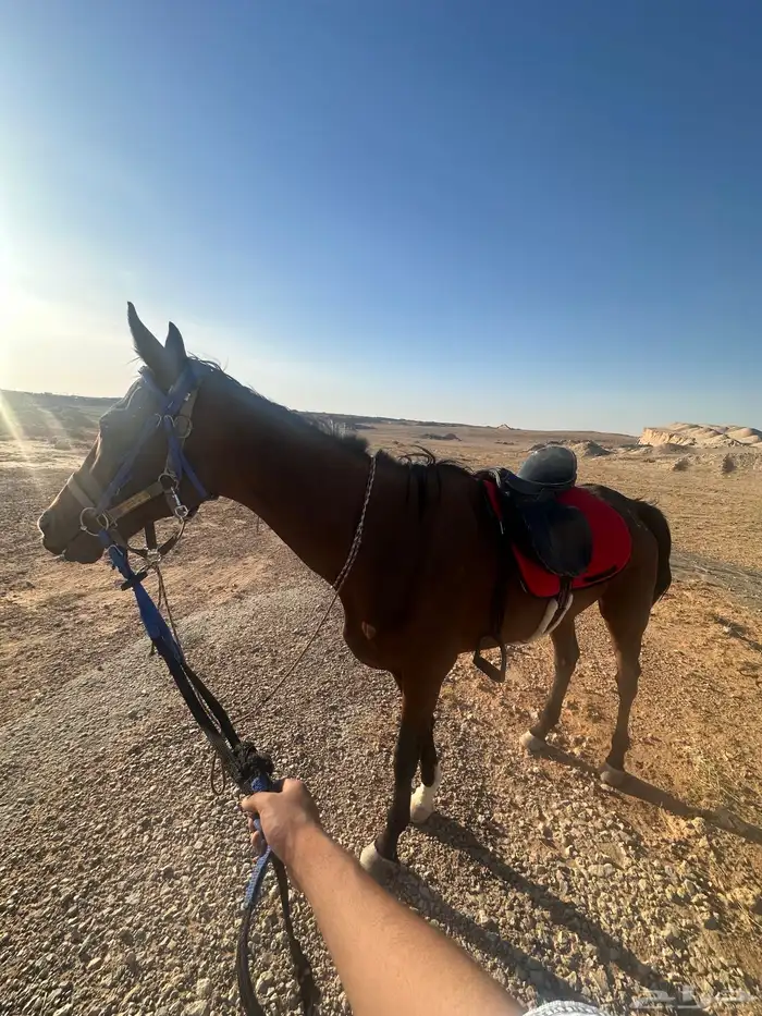 فرسه شعبيه 0
