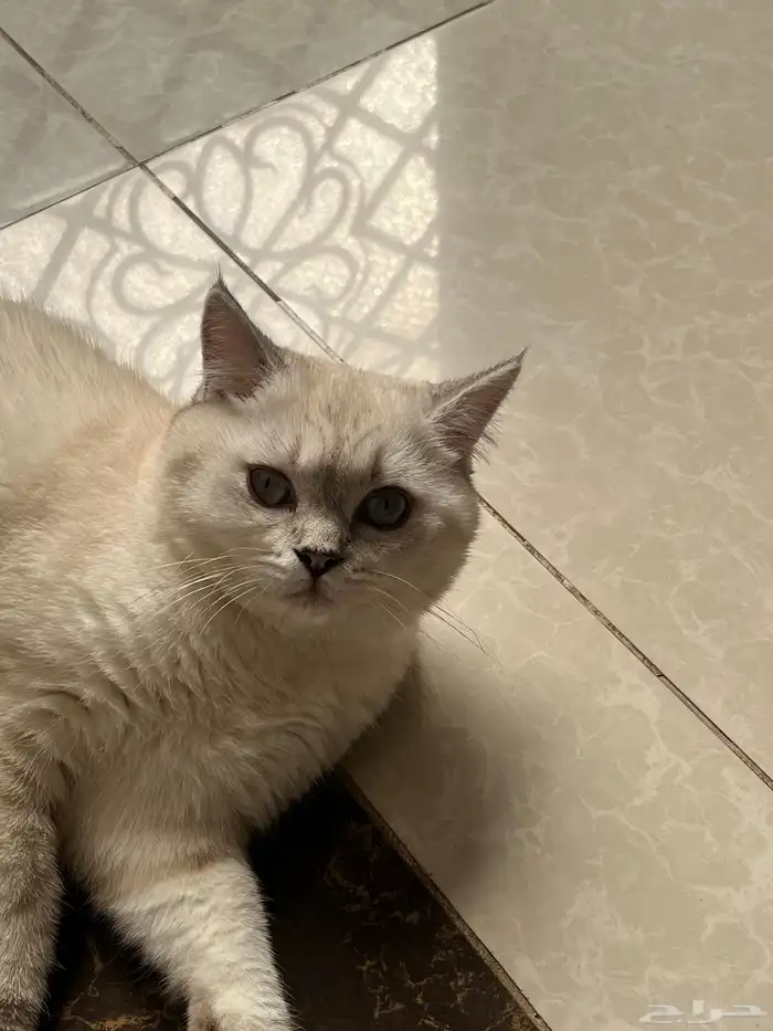 قط ذكر للتزاوج 1