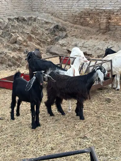 طليان سواكن وتيوس مخاصي 1