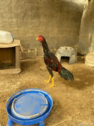 ديوك باكستاني 0